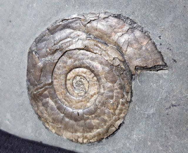 Psiloceras planorbis (SOWERBY 1824) - Bild © FossNet FossilienStore